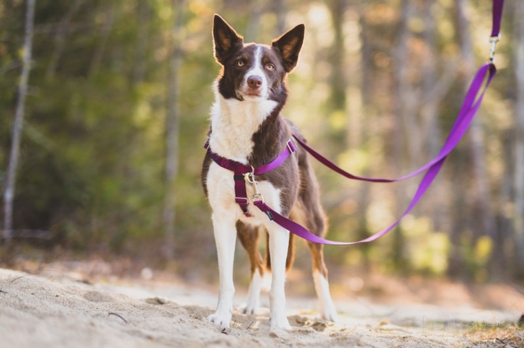 2 Hound Design Harness